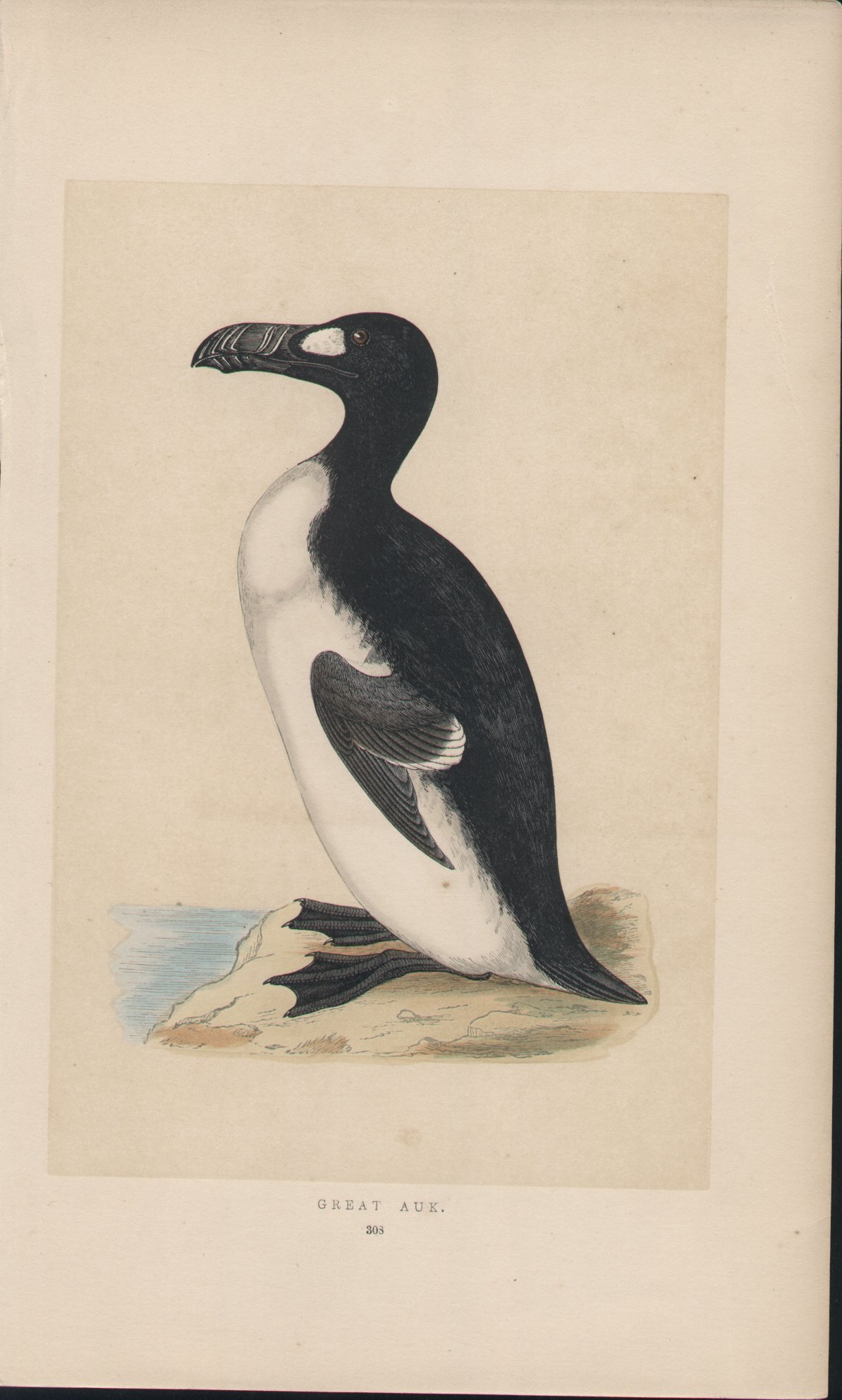 Wood - Great Auk - Fawcett